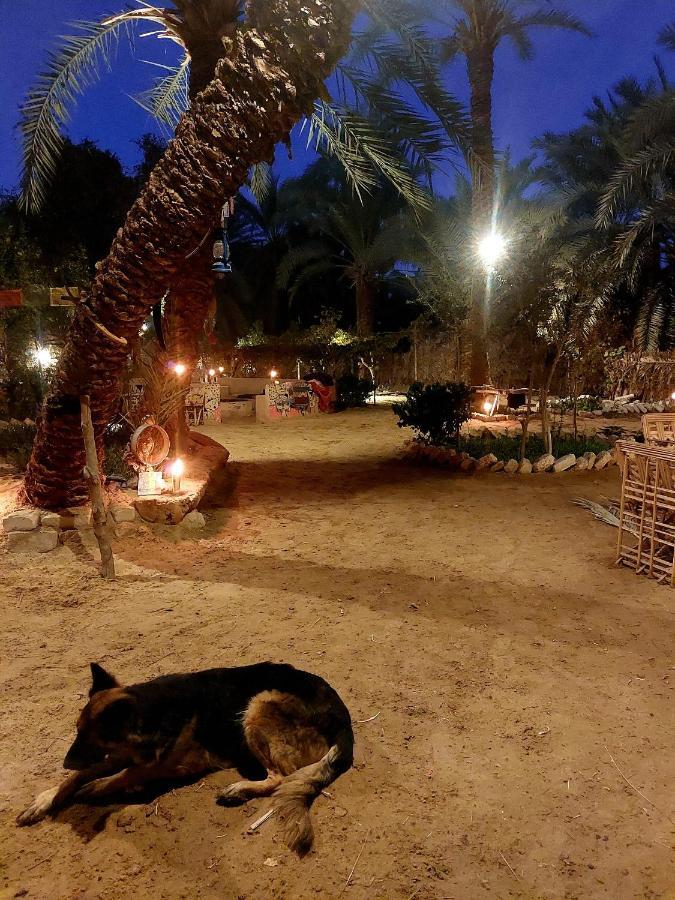 Forest Camp Siwa - كامب الغابة Siwa Oasis Bagian luar foto