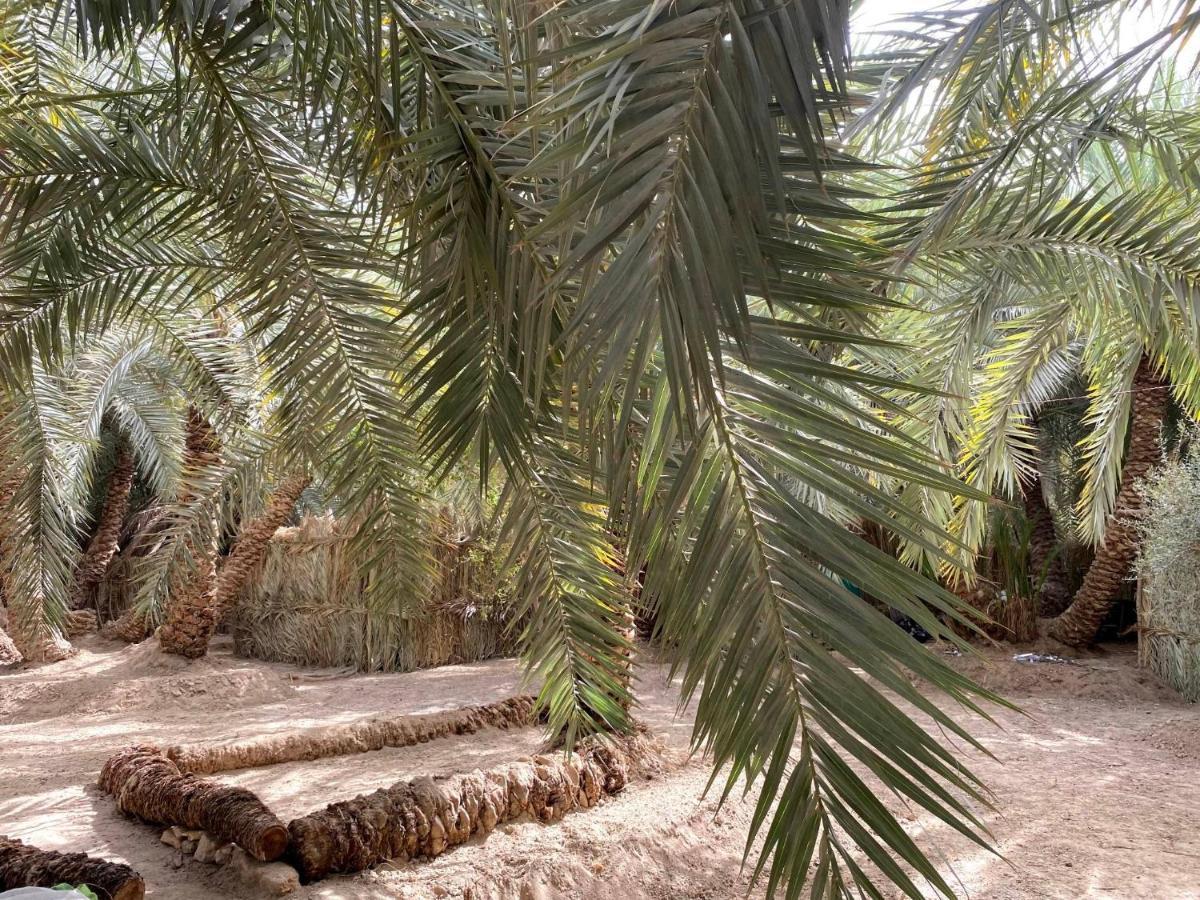 Forest Camp Siwa - كامب الغابة Siwa Oasis Bagian luar foto