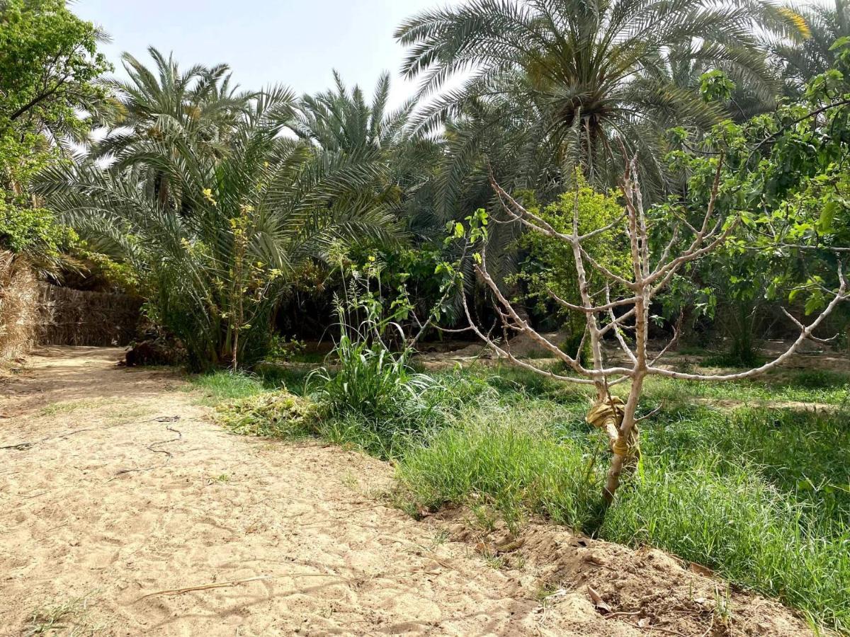 Forest Camp Siwa - كامب الغابة Siwa Oasis Bagian luar foto