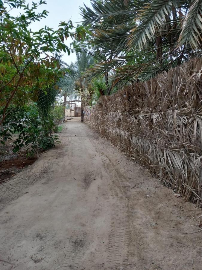 Forest Camp Siwa - كامب الغابة Siwa Oasis Bagian luar foto