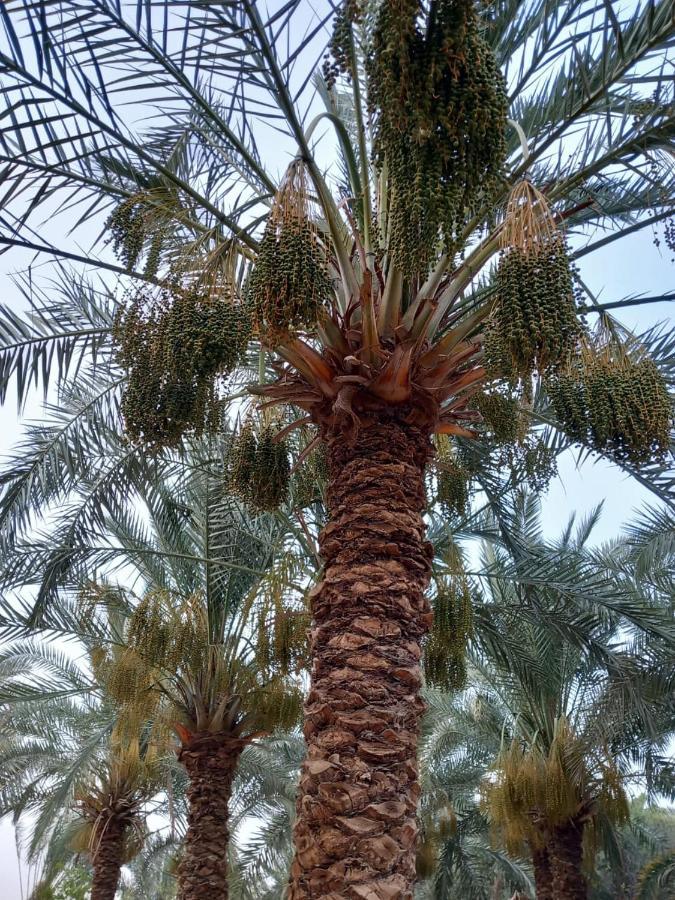 Forest Camp Siwa - كامب الغابة Siwa Oasis Bagian luar foto