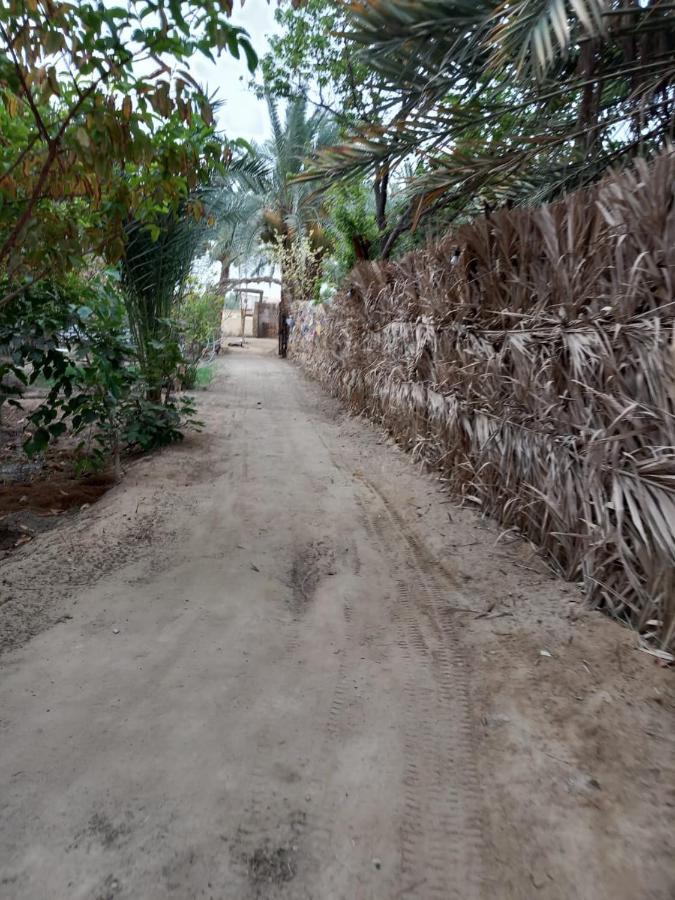 Forest Camp Siwa - كامب الغابة Siwa Oasis Bagian luar foto