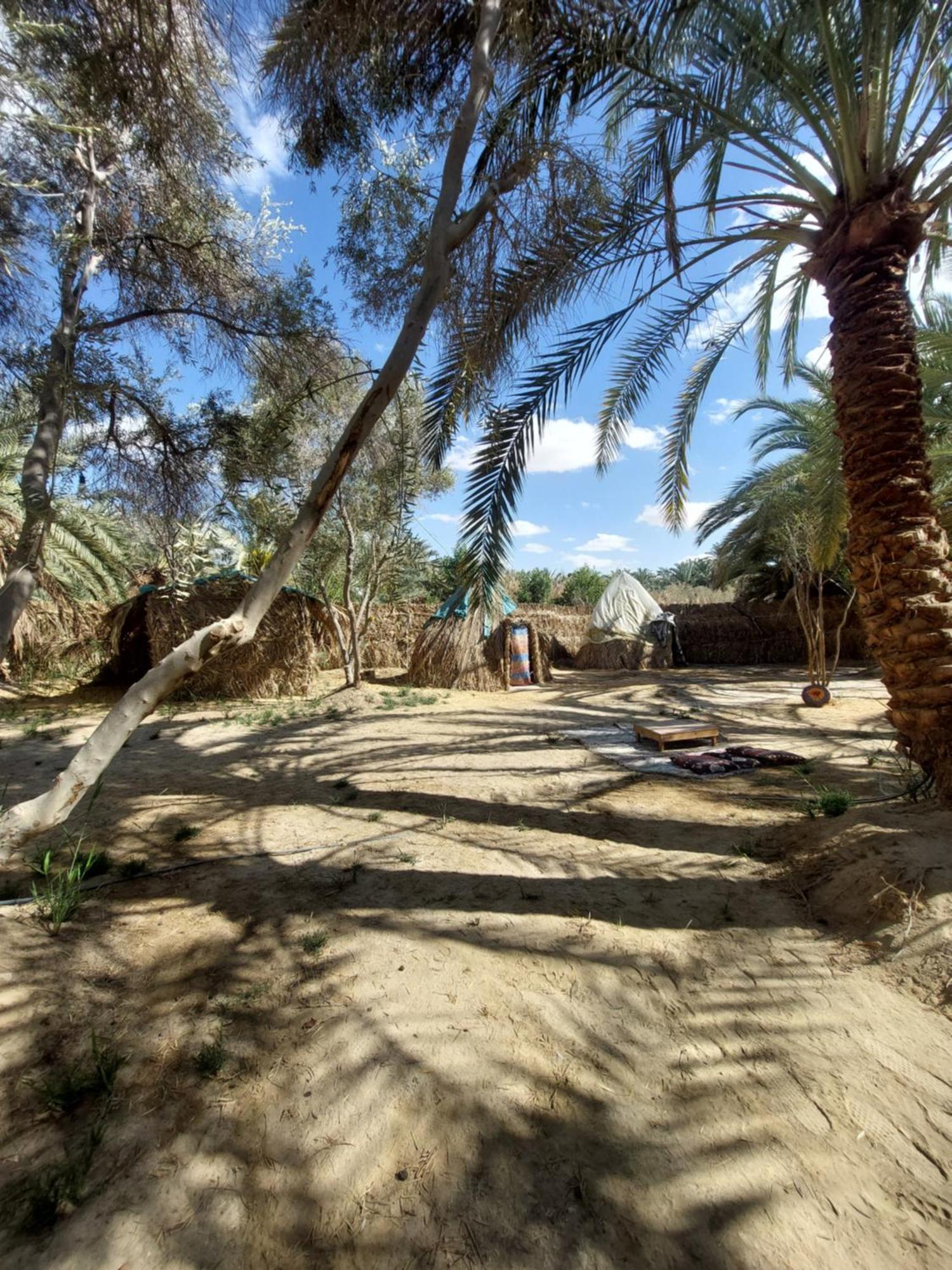 Forest Camp Siwa - كامب الغابة Siwa Oasis Bagian luar foto