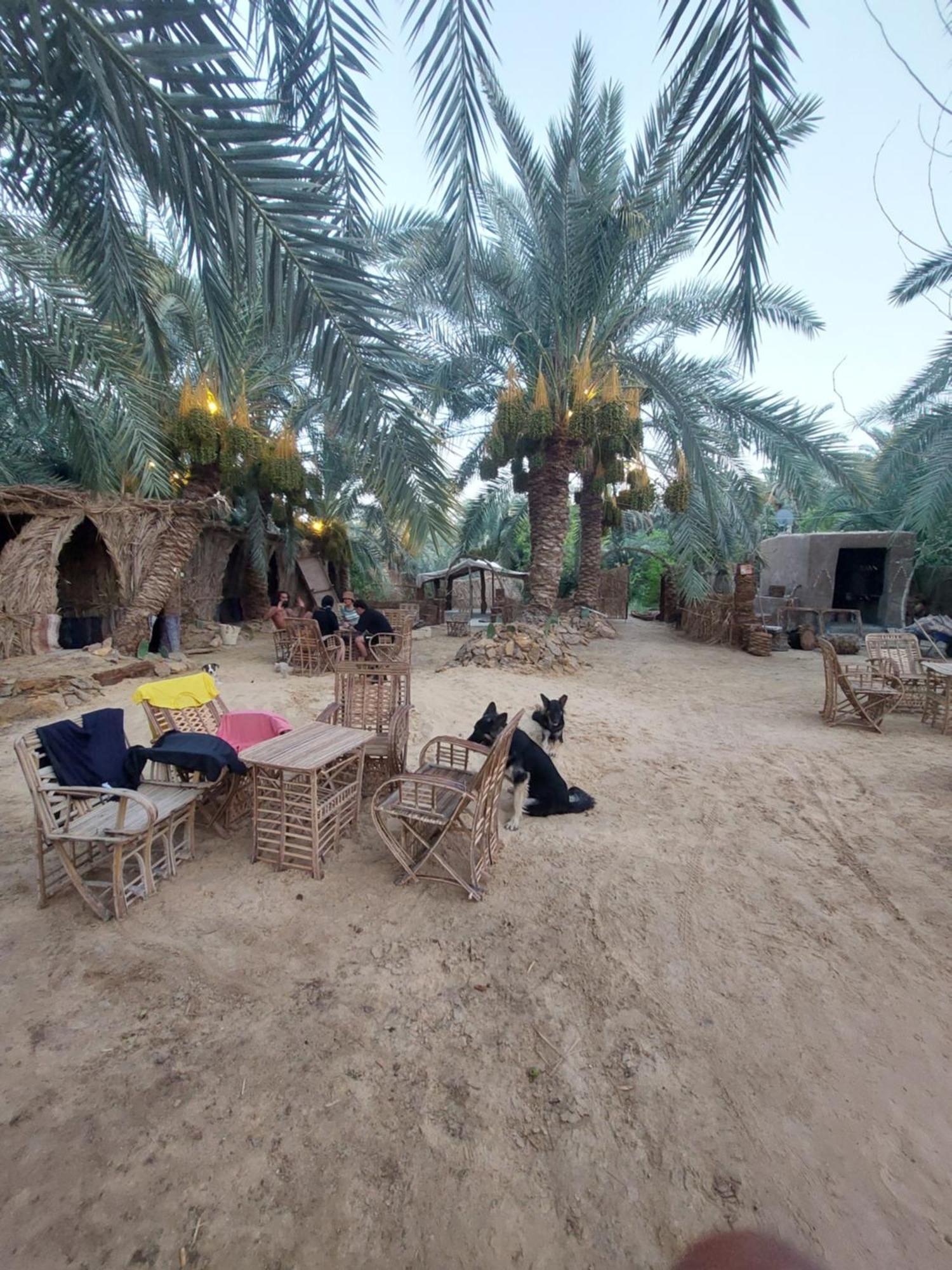 Forest Camp Siwa - كامب الغابة Siwa Oasis Bagian luar foto